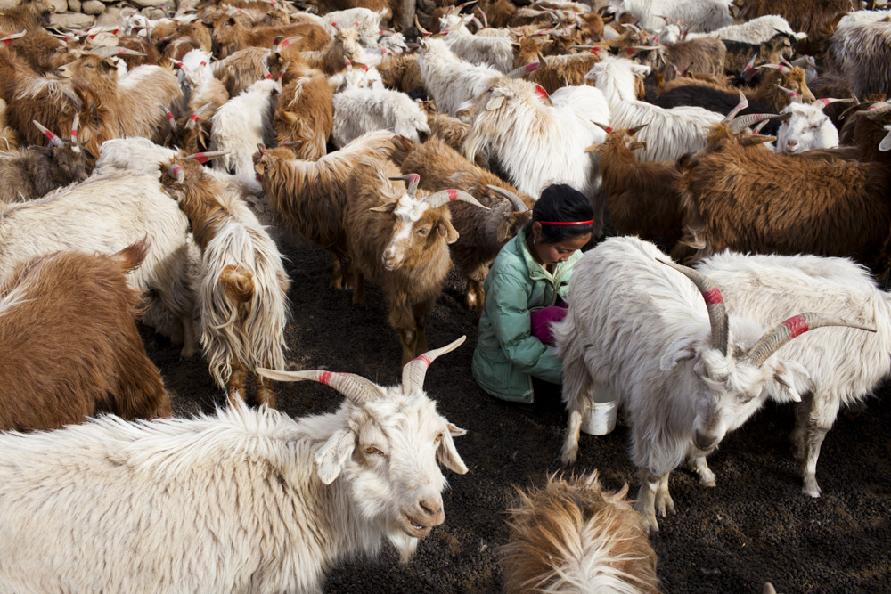 Nomads Nomadic Children Mongolia - copyright 2013 Sven Zellner/Agentur Focus